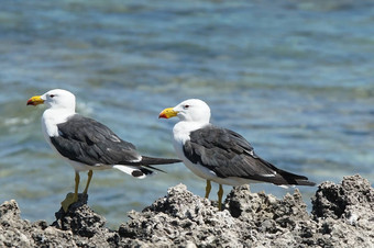 <strong>太平</strong>洋金larus<strong>太平</strong>洋