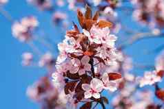春天樱桃花朵粉红色的花蓝色的天空春天植物区系