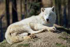 北极狼犬红斑狼疮arctos梅尔维尔
