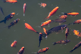 色彩斑斓的锦 鲤鱼鲤鱼鱼游泳湖池塘