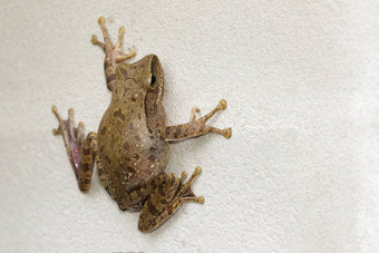 图像青蛙polypedates白细胞瘤polypedatesmaculatus