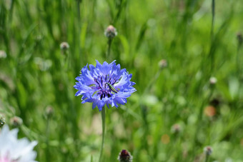 绿色<strong>花甲</strong>虫蓝色的矢车菊