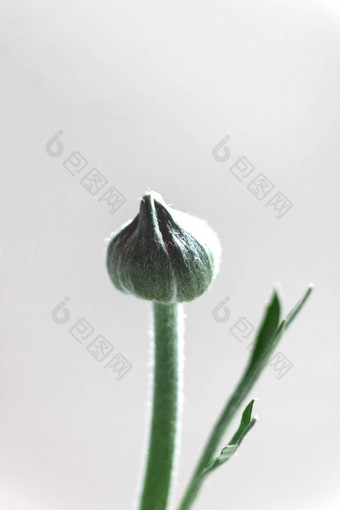 巴德红色的<strong>毛茛属植物</strong>花灰色背景