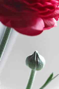 巴德红色的毛茛属植物花灰色背景