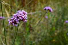 长茎紫色的花马鞭草属植物