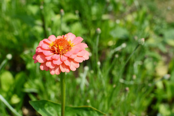 苍白的粉红色的Zinnia花分层花瓣