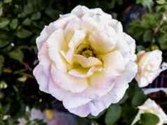 特写镜头白色玫瑰毛茸茸的背景