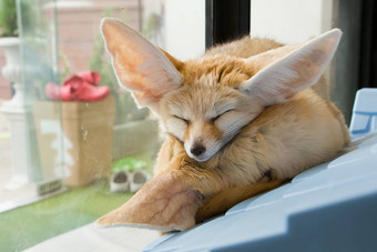 fennec狐狸