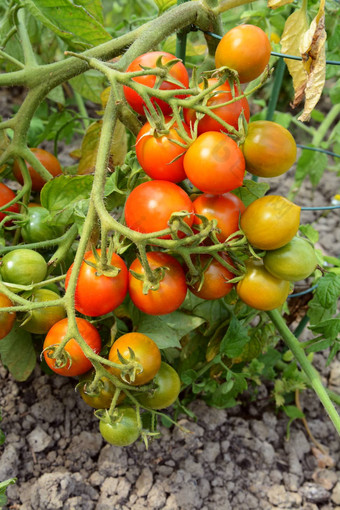 番茄植物桁架严重谷仓水果
