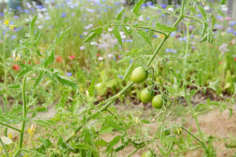 绿色西红柿番茄植物轴承干花