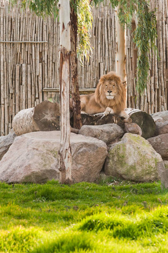 狮子说谎岩石野生生活公园