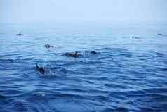 海豚海洋波