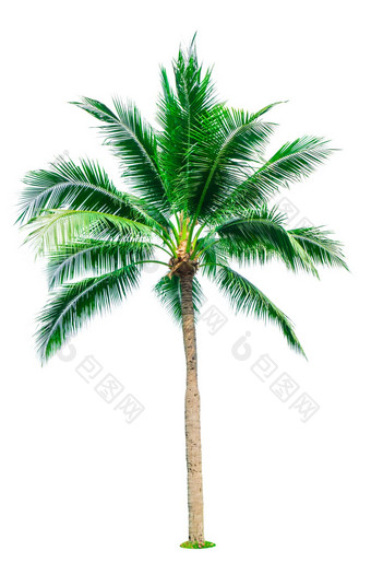 <strong>椰子树</strong>孤立<strong>的</strong>白色背景复制空间广告装饰体系结构<strong>夏天</strong>海滩概念热带棕榈树