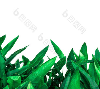绿色叶子背景孤立的白色背景复制空间图片文本有机化妆品产品背景自然绿色叶子