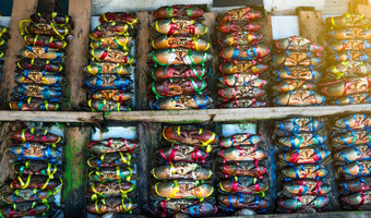 “锡拉”serrata新鲜的螃蟹系色彩斑斓的塑料绳子安排整洁的行海鲜市场泰国生材料海鲜餐厅概念