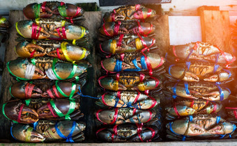 “锡拉”serrata新鲜的螃蟹系色彩斑斓的塑料绳子安排整洁的行<strong>海鲜</strong>市场泰国生材料<strong>海鲜</strong>餐厅概念耀斑光