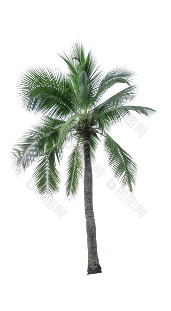 <strong>椰子树</strong>孤立<strong>的</strong>白色背景广告装饰体系结构<strong>夏天</strong>海滩概念