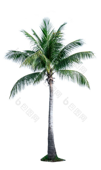 椰子树孤立的白色背景广告装饰体系结构夏天海滩概念
