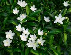 gerdenia黑纱茉莉花栀子花jasminoides白色花绿色叶子
