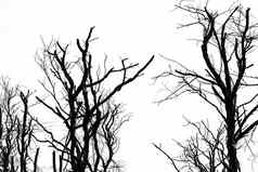 轮廓死树孤立的清晰的白色天空背景可怕的死亡绝望的绝望概念