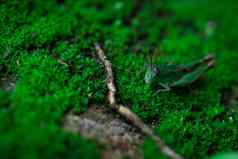 宏拍摄细节小蚱蜢绿色草昆虫生态小动物世界蚱蜢的生活周期