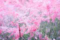 粉红色的花melinis笔模糊背景情人节一天