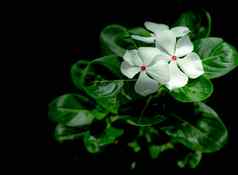 Catharanthusroseus也叫西印度小长春花马达加斯加小长春花美丽的白色花粉红色的中心绿色叶子黑色的背景问候卡白色花黑暗背景