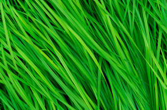 绿色草长叶子自然绿色茎草纹理背景有机健康的背景背景有机化妆品产品