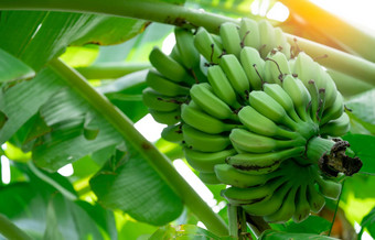 香蕉树群生绿色香蕉香蕉绿色叶子培养香蕉Herbal医学治疗腹泻胃炎热带水果农业有机食物
