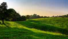 美丽的农村景观绿色草场白色花清晰的蓝色的紫色的天空晚上阳光一天森林山地球地球概念自然作文