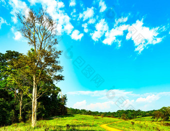 美丽的农村景观绿色草场白色花蓝色的天空白色积云云阳光一天森林山地球地球概念自然作文