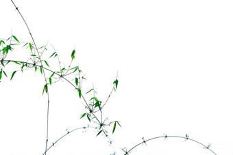 绿色竹子叶子分支机构美丽的模式孤立的白色背景复制空间自然有机摘要背景道德和平概念