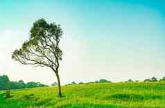 绿色树美丽的分支机构模式绿色草场白色花清晰的蓝色的天空背景美丽的阳光一天