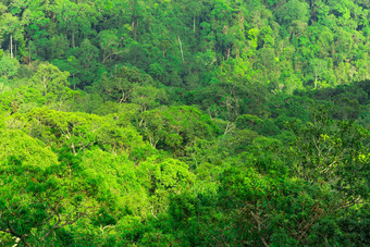 美丽的视图热带热带雨林克鲁特<strong>刁</strong>戴曼菊悬崖考县Yai国家公园泰国世界遗产绿色密集的高树山