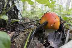 年轻的红色的蘑菇拉丁安妮塔致幻剂增长森林