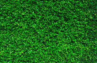 自然绿色叶子背景自然壁纸生态墙夏天背景绿色叶子纹理布什灌木修剪背景有机化妆品产品绿色花园对冲模式