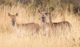 非洲大羚羊纳米比亚