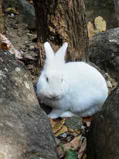 白色兔子坐着岩石