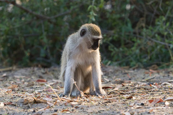 育肥猴子博茨瓦纳
