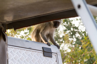 育肥猴子坐着车博茨瓦纳
