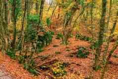 秋天森林山下降叶子铁路