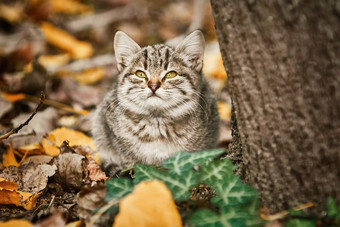 小猫树