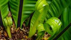 蕨类植物绿色卷曲的叶子纹理背景蕨类植物绿色叶热带森林绿色叶子美丽的模式花园有机概念日益增长的自然植物丛林自然背景
