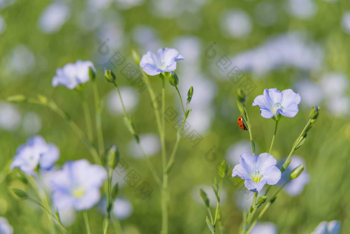 蓝色的亚麻花特写镜头