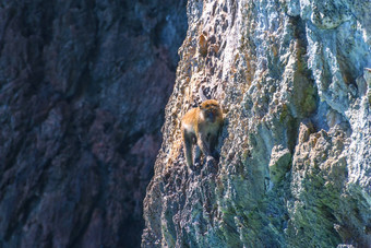 短尾猿<strong>猴子</strong>海滩斐斐不岛安达曼海甲米