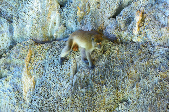 短尾猿猴子海滩斐斐不岛安达曼海甲米