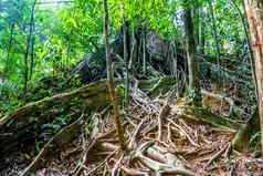 树根巨大的树KhlongPhanom国家公园易拉罐