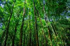 树丛林森林KhlongPhanom国家公园易拉罐克鲁特