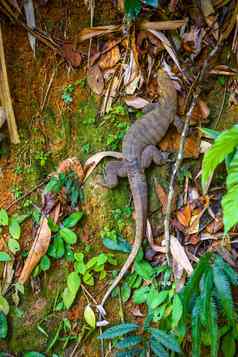 瓦兰蜥蜴KhlongPhanom国家公园易拉罐Phang-nga