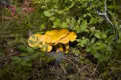 chanterelles